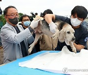 불법 번식장서 구조되는 강아지