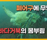 [자막뉴스] '붉은바다거북의 절규'..목숨 담보한 유영