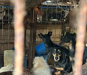 Animal rights groups rescue 455 dogs from illegal puppy mill in Busan