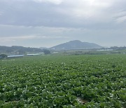 "이상고온 탓 배추 덜 영글어···생산 10% 줄겠지만 대란까지는 안갈것"