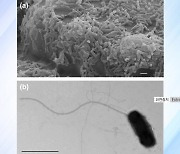 전기차 폐배터리에서 광물 뽑아내는 미생물 발견