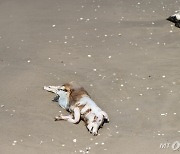 "둘 중 한 명은 숨진다"…전 세계 떨게 만든 조류독감, 한국도 뚫렸다