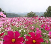 임실 옥정호 요산공원 코스모스