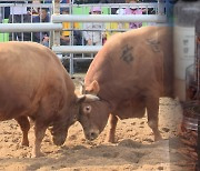 특산물 맛보고 전통문화 체험까지…충북 가을 축제 풍성