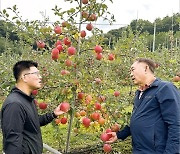 [산지 확대경] “후지 사과, 생산량 평년보다 다소 적고 대과 줄어”