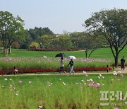 [포토] '가을 국화와 하늘거리는 코스모스'…관람객 눈길 사로잡는 순천만정원