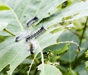 외래 해충 습격에 벚나무 명소 '몸살'…사람엔 피부염도