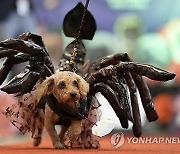 Philippines Halloween Animals