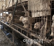 번식 지옥 속 실명에 탈장까지…20년간 눈감아 준 부산시[댕냥구조대]