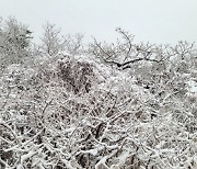 체감온도 '영하 10도'에 첫눈 찾아온 설악산…내일부터 또 가을비