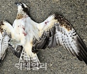 형산강 인근서 죽은 물수리 발견..날개뼈 부러져