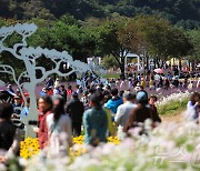 24만명 찾은 인제 가을꽃축제