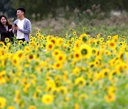 [포토] 활짝 핀 해바라기 미소