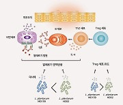 "김치에서 찾은 균주, 아토피 피부염에 효과" 논문 발표