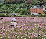 대전 계족산 황톳길 입구에 코스모스 활짝