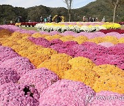 화사한 국화꽃이 반겨주는 옥정호 붕어섬