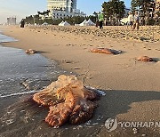 전국 해파리 `주의 단계` 특보 전면 해제