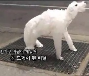 [오늘의 영상] 뉴욕 지하철 환기구에 ‘북극곰’ 깜짝 출몰?!