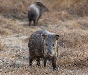 "맨손으로 '멧돼지' 잡으면 공짜로 드려요"···'황당' 관광상품 내놓은 '이 나라'