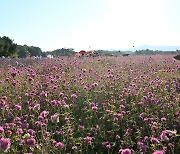 양주시 "천일홍 축제 전시 꽃 가져가세요"···절화 프로그램 운영