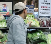 김장철 코앞인데 여전히 배추 1포기 9000원...가격 언제 잡히나