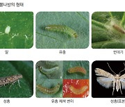 토마토뿔나방에 촉각 세운 농진청, 확산방지에 ‘총력’