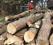 소나무재선충병 심한 밀양시 산림, 참나무·편백으로 전환 추진