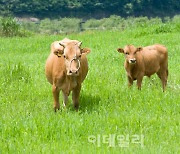 [마켓인]뱅카우 세 번째 한우 조각투자도 조기 완판…청약률 150% 넘겨