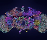 인간 뇌세포 지도 그리는 5兆 프로젝트…“파킨슨병, 치매서 인류 해방한다”