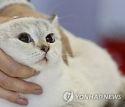 "무심한 척, 무표정이더니"...고양이, 아기보다 단어 빨리 배워