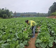 "폭염에 배추 이파리 녹아… 수확해봐야 인건비만 날려"[배춧값 잡기 '산 넘어 산']