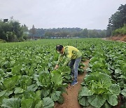 "차라리 갈아 엎고 싶습니다"..김장철 앞둔 배추 산지 가봤더니[르포]