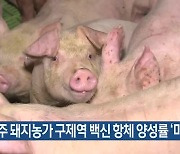 제주 돼지농가 구제역 백신 항체 양성률 ‘미흡’