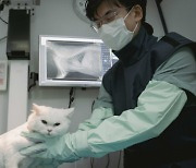 Korea’s pet insurance market grows as pet ownership rises