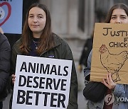 Britain Chicken Court