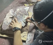 Hong Kong Dinosaur Fossil