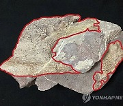 Hong Kong Dinosaur Fossil