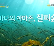 바다엔 잘피 숲, 도시엔 꿀벌... 생태계 복원에 진심인 KB금융[ESG클린리더스]