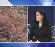 [집중인터뷰] ‘소나무재선충병’ 감염 비상…대응 전략은?