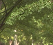 아직도 늦여름 풍경…'단풍 없는 단풍축제' 지자체 울상