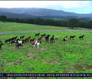 천고마비...'제주 馬'와 깊어가는  가을