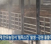 인제 한우농장서 ‘럼피스킨’ 발생…강원 올들어 5번째