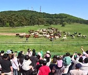 ‘천고마비의 계절’ 가을…“제주 말 문화 알려요”