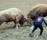 '동물학대 논란' 소싸움축제, 내년에 안 열린다