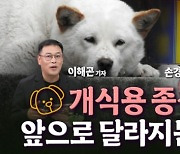 식용개 46만 마리는 어디로? [세종살롱]