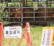 당진 축산농가서도 럼피스킨병 발생…충남도 등 긴급 방역