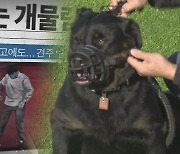 공격성 강하면 안락사?…맹견 사육허가제 논란에 1년 유예키로