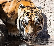 GUATEMALA ANIMALS