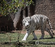 GUATEMALA ANIMALS