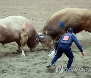 경북 청도군, 내년 소싸움축제 열지 않기로…"완전 폐지는 아냐"